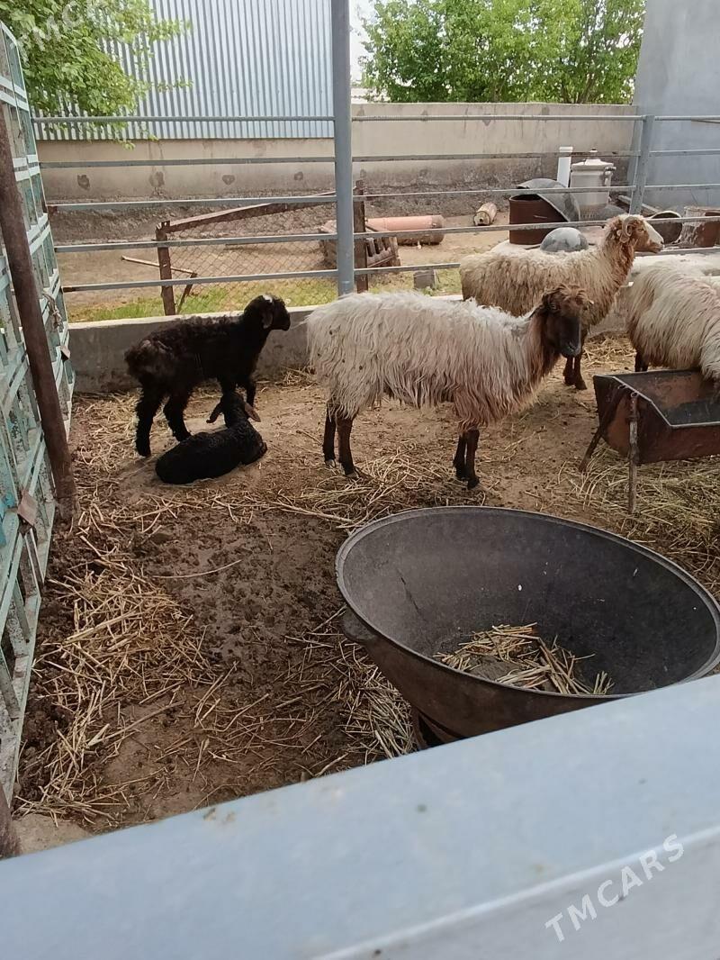 guzyly goýun - Бахарден - img 1