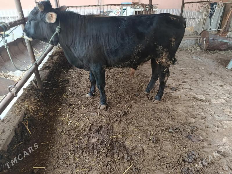 2 sany öküz - Чарджоу - img 1