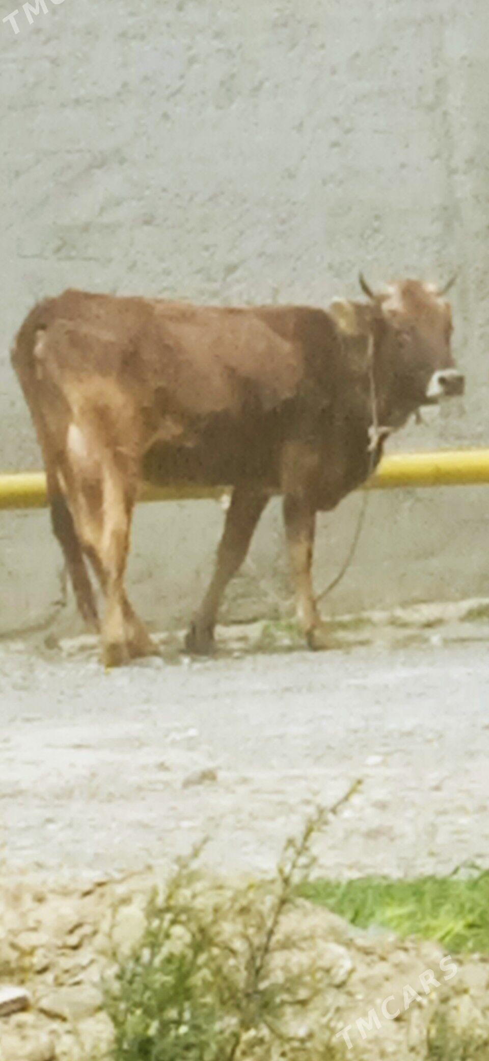 ŞİWES GOLELİ SYGYR - Бахарден - img 1