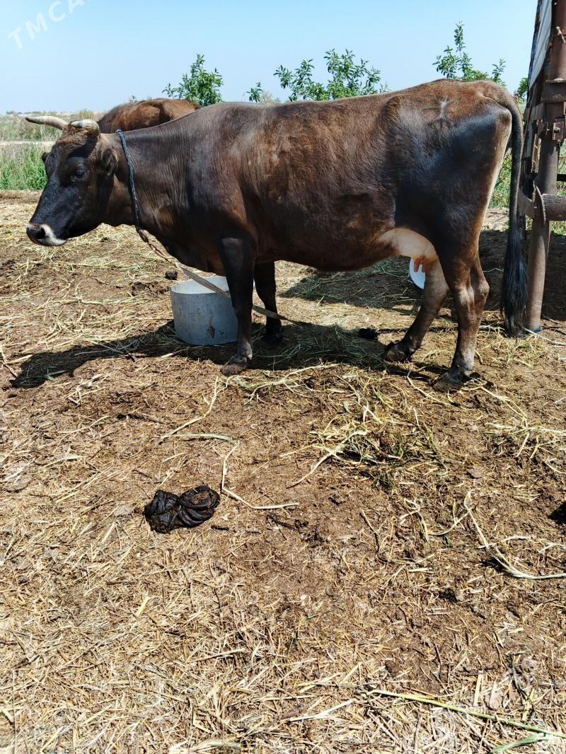 boğaz sygyr - Мары - img 1