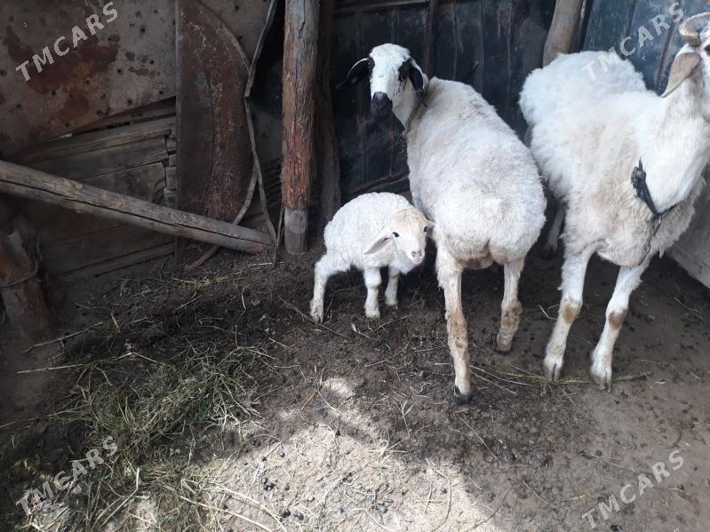 Goyun guzuly - Saýat - img 1