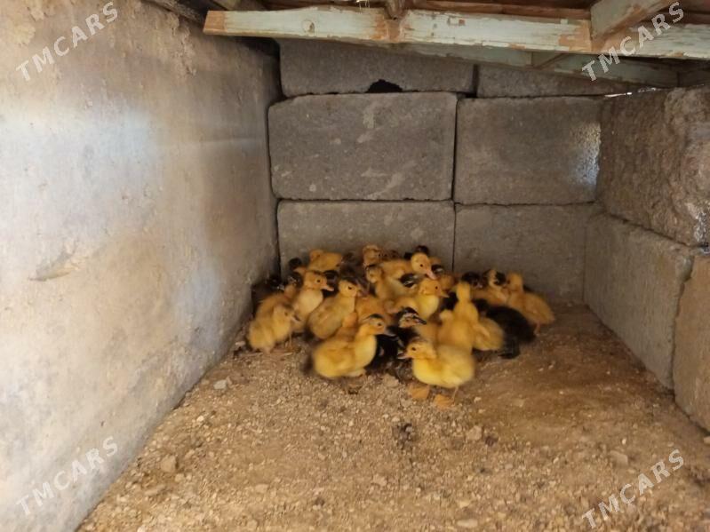 ordek - Балканабат - img 1