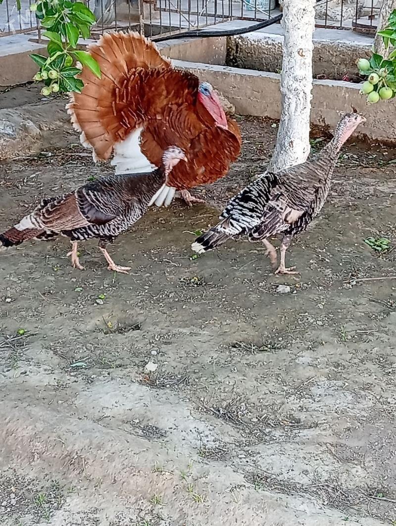 induklar - Гызыларбат - img 1