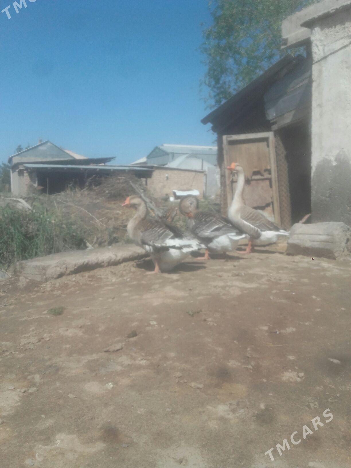 gus yumurtga. - Murgap - img 1