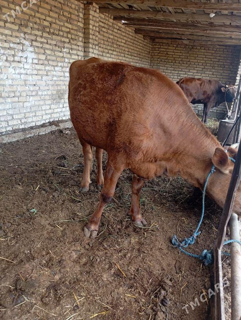 ýetik bogaz - Çärjew - img 1