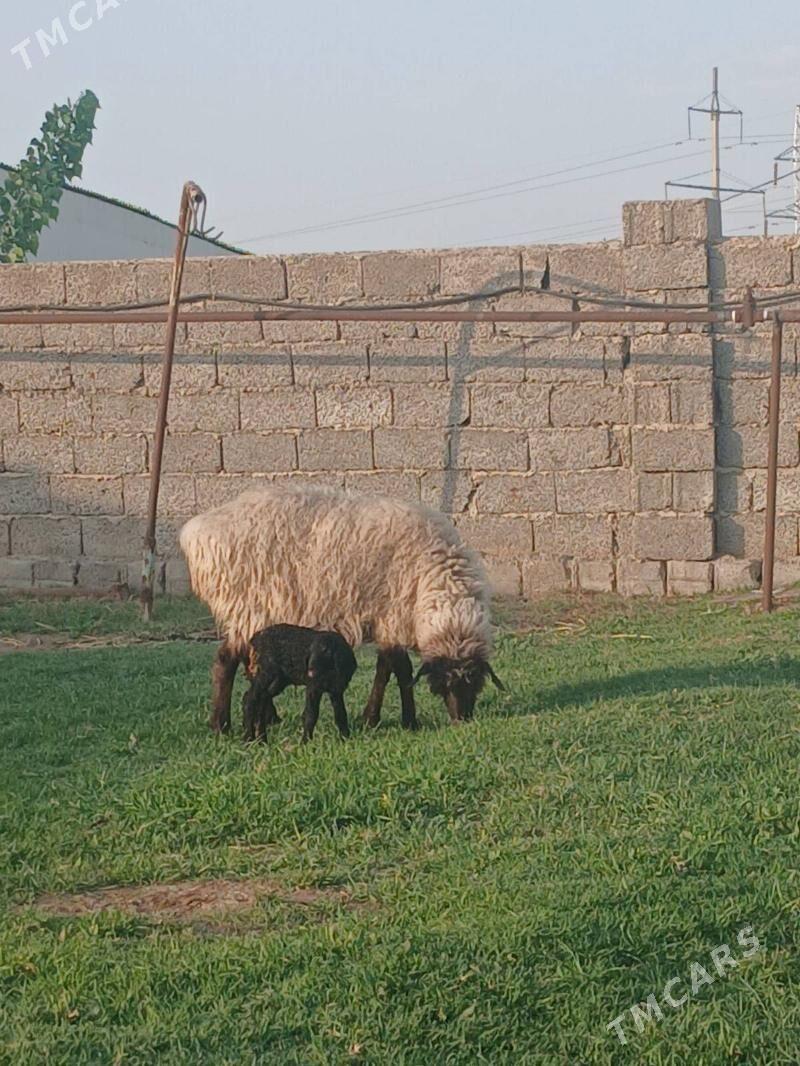 semiz guzly goyun - Гарадамак - img 1