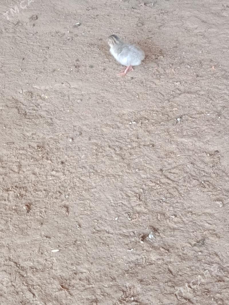 Induk kakilik juje - Murgap - img 1