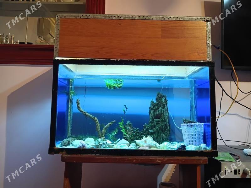 akwarium 200litr - Дашогуз - img 1
