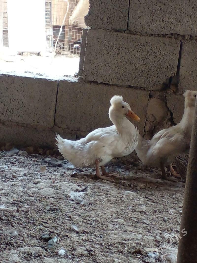 telpekli yasylbas - Мары - img 1