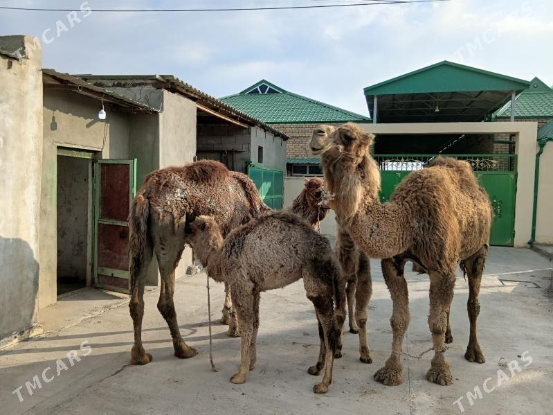 Kosegil Duye - Бахарден - img 1