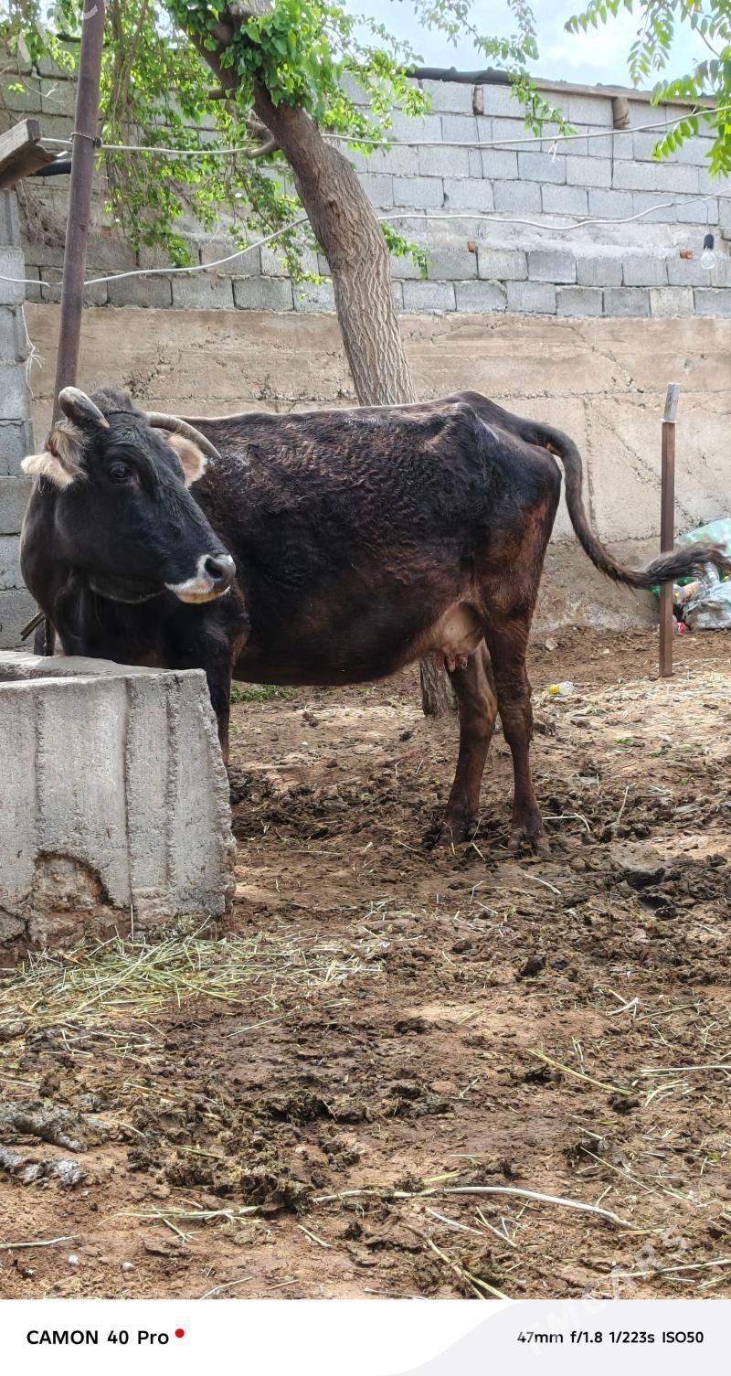 AGYR BOGAZ SYGYR - Чоганлы - img 1