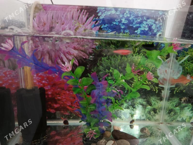 аквариум - Мары - img 1