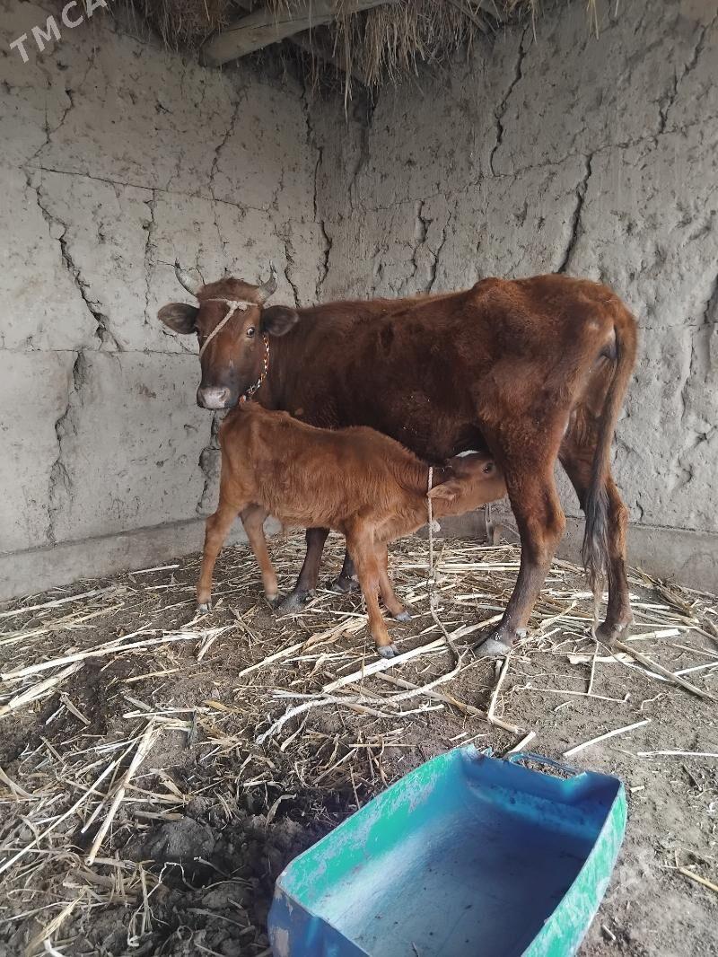 sygyr tanaly - Gubadag - img 1