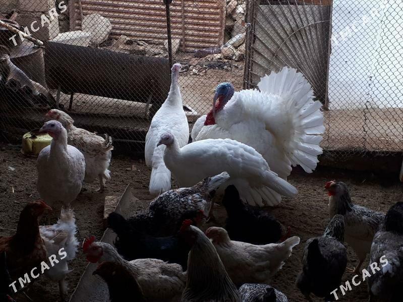 Indýuk - Gumdag - img 1