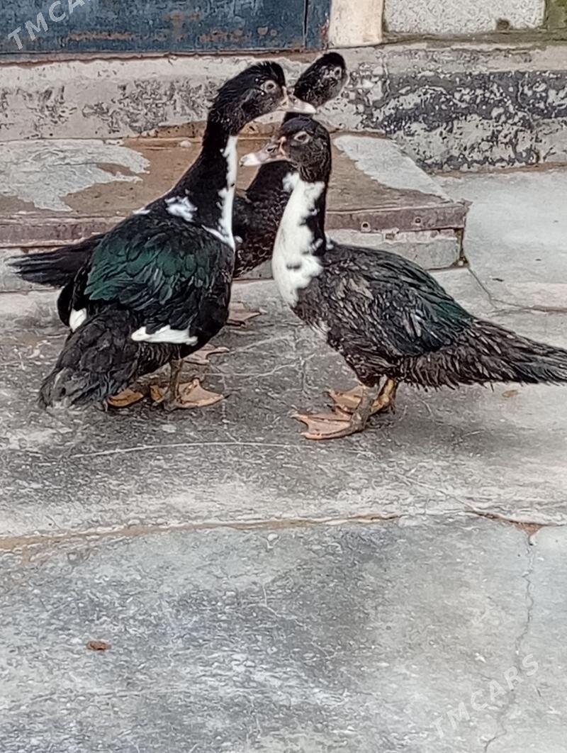 indawutga - Gyzylarbat - img 1