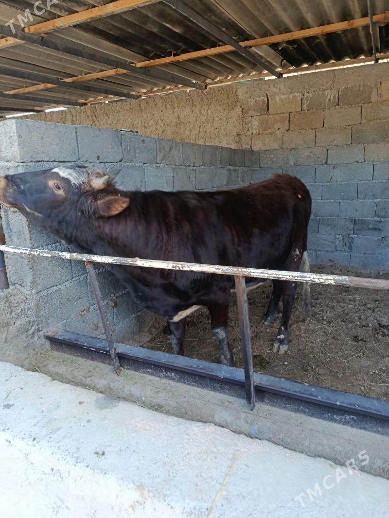 uly okuz 2 ÿaşan - Ашхабад - img 1