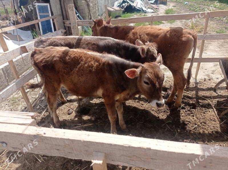 tûwe - Bäherden - img 1