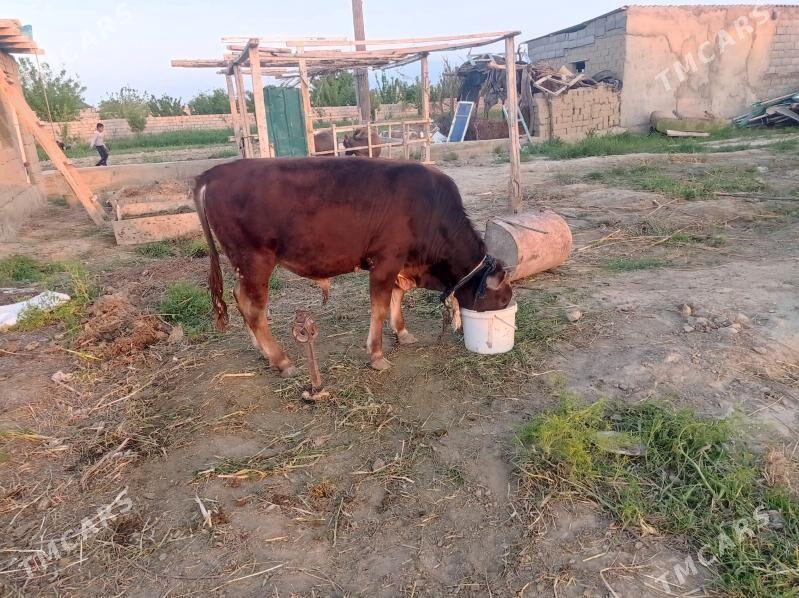 öküz - Бахарден - img 1