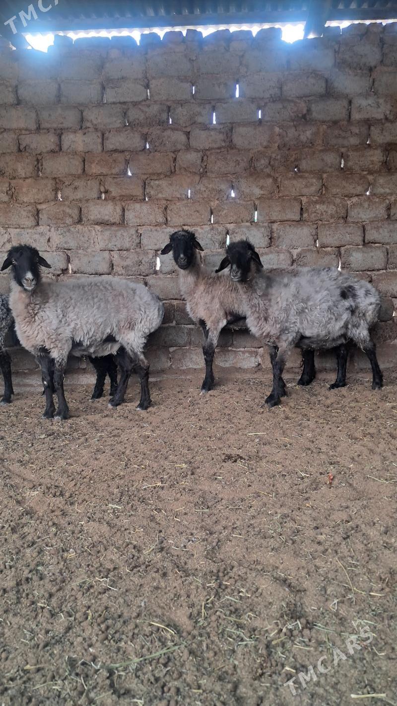 goyun - Aşgabat - img 1