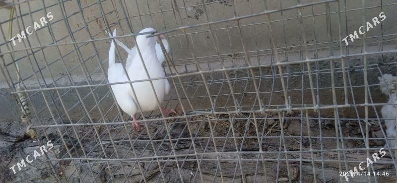 kepteri - Türkmenabat - img 1