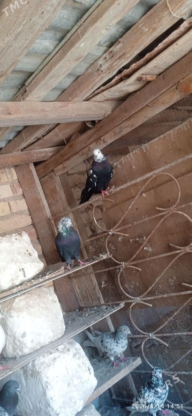 kepteri - Türkmenabat - img 1