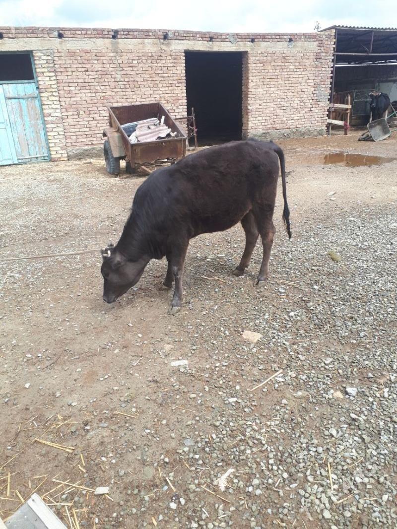 sygyr - Bereket - img 1