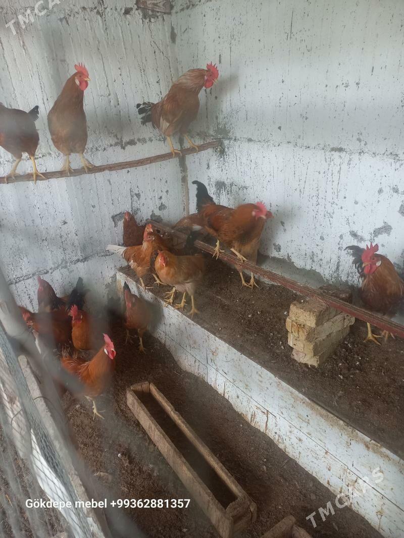 Horazlar towuk - Гёкдепе - img 1