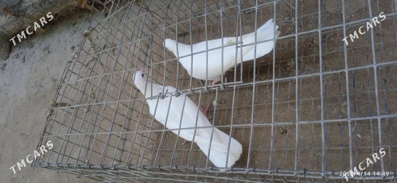 kepteri - Türkmenabat - img 1