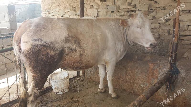 sygyr - Bäherden - img 1