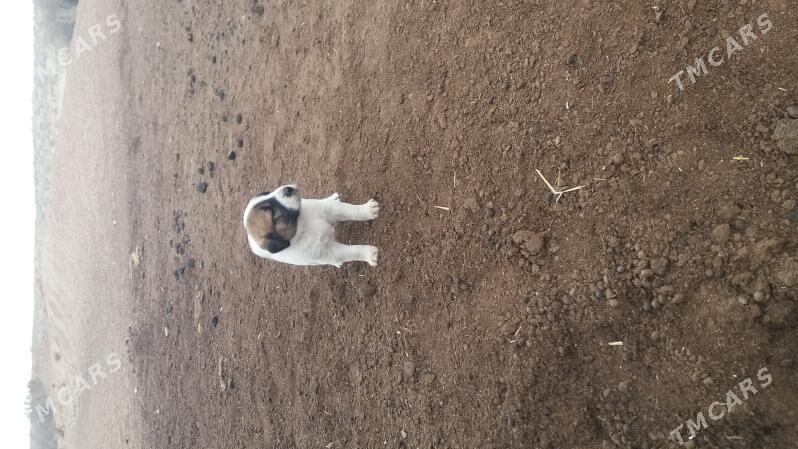 Алабай гужук - Гурбансолтан Едже - img 1