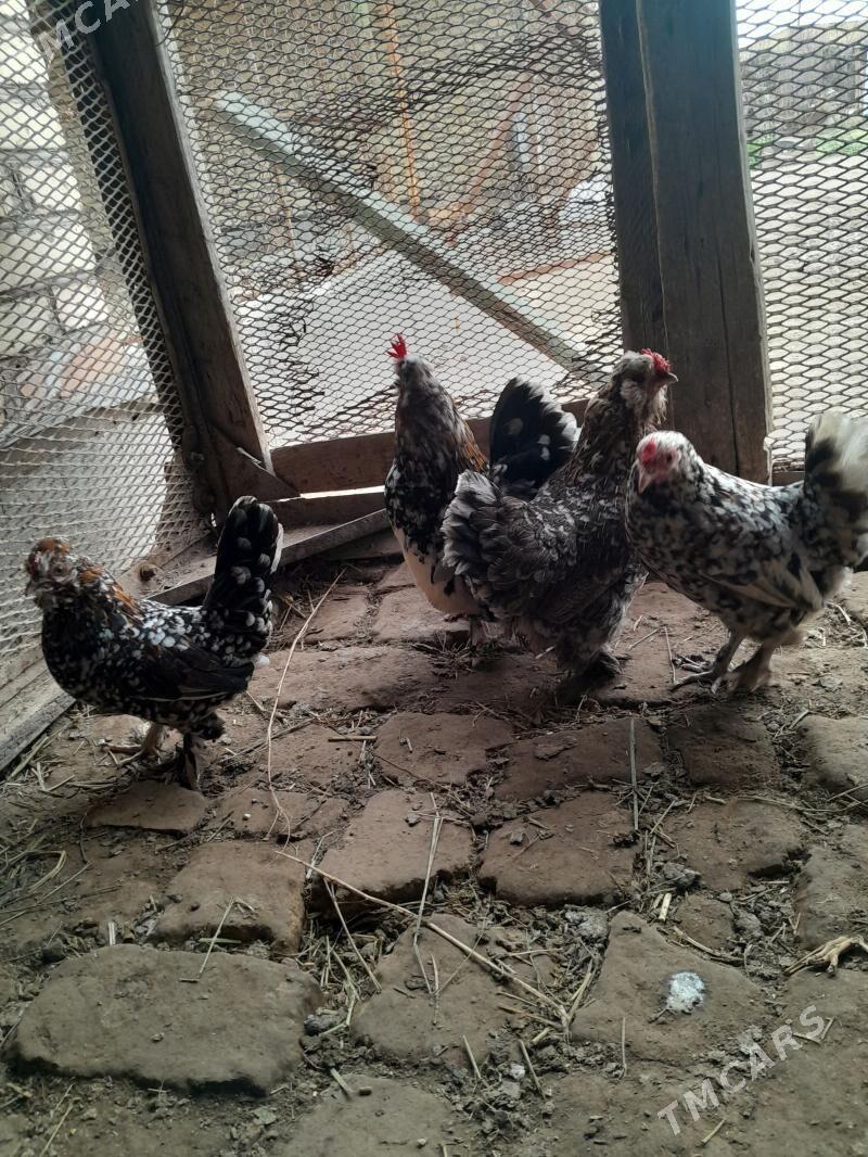 япончик.карлик - Чарджоу - img 1