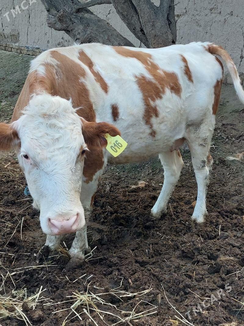 simental - Halaç - img 1