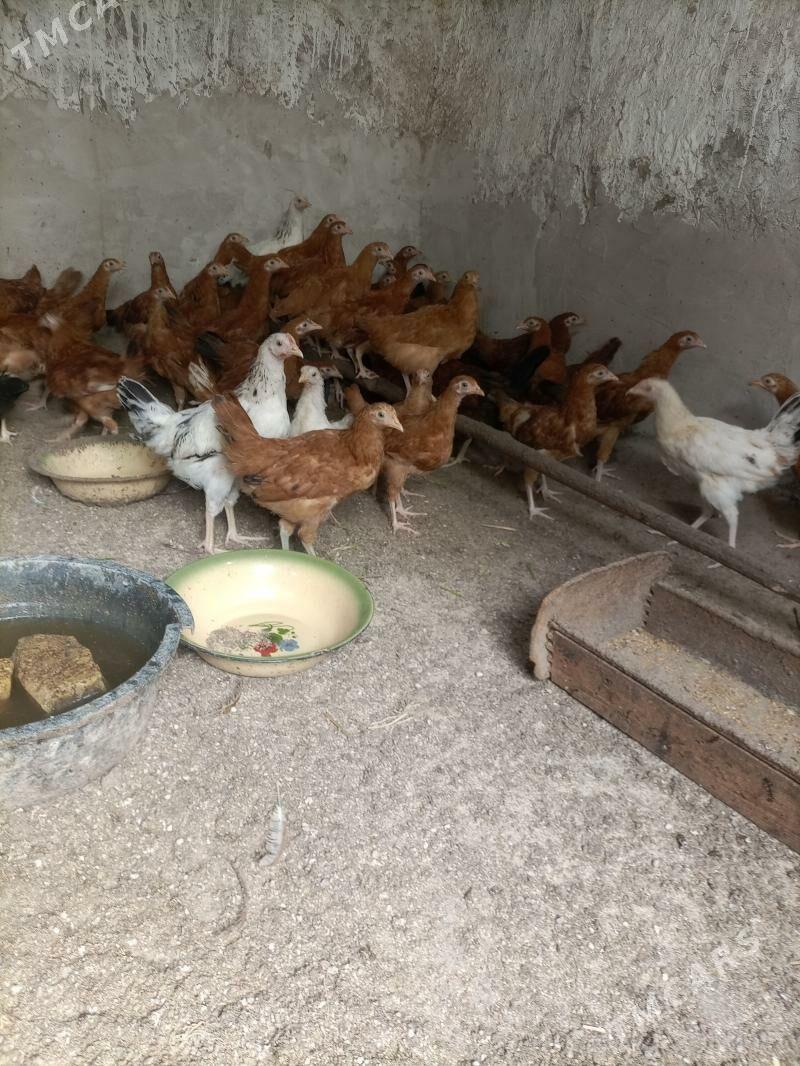 juyje - Gubadag - img 1