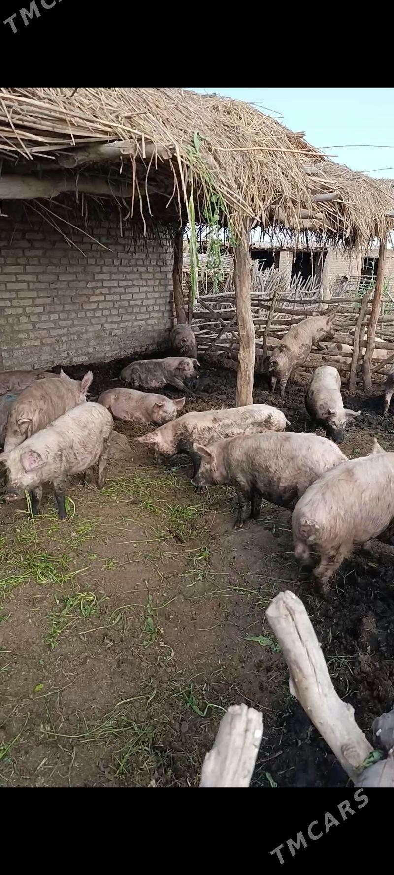 Donuz - Ходжамбаз - img 1