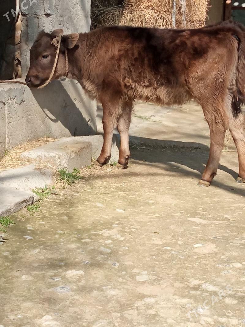 tüwe - Бахарден - img 1