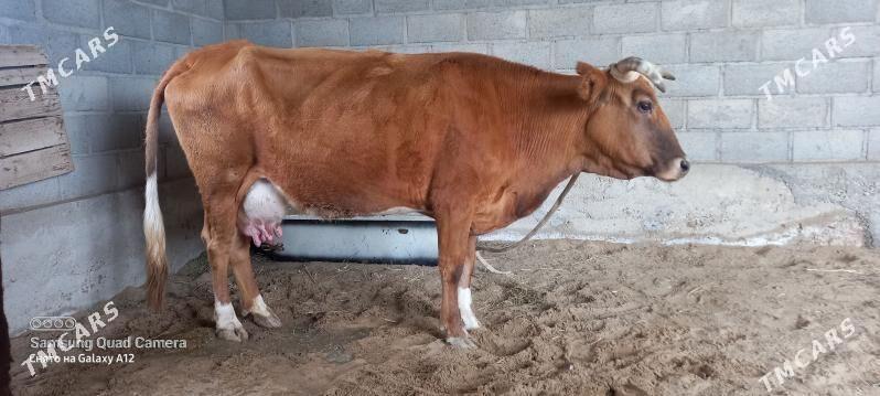 5 jally - Gumdag - img 1