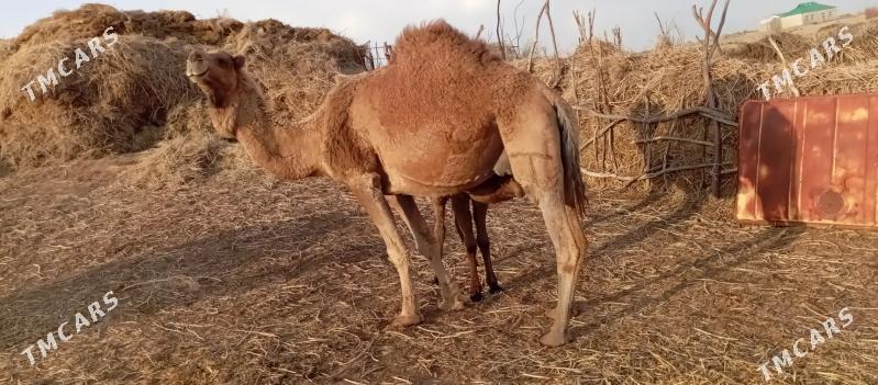 Duye kosekli - Ak bugdaý etraby - img 1