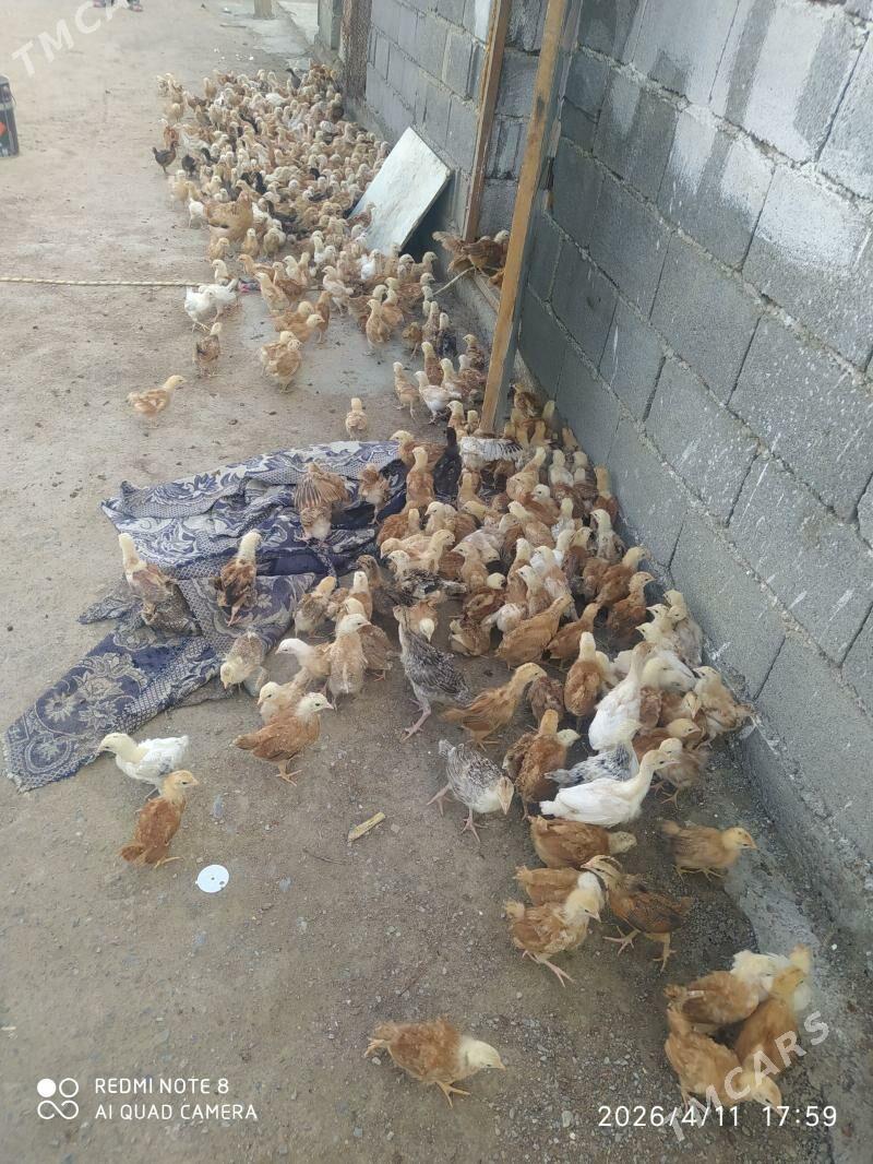 juje - Бахарден - img 1