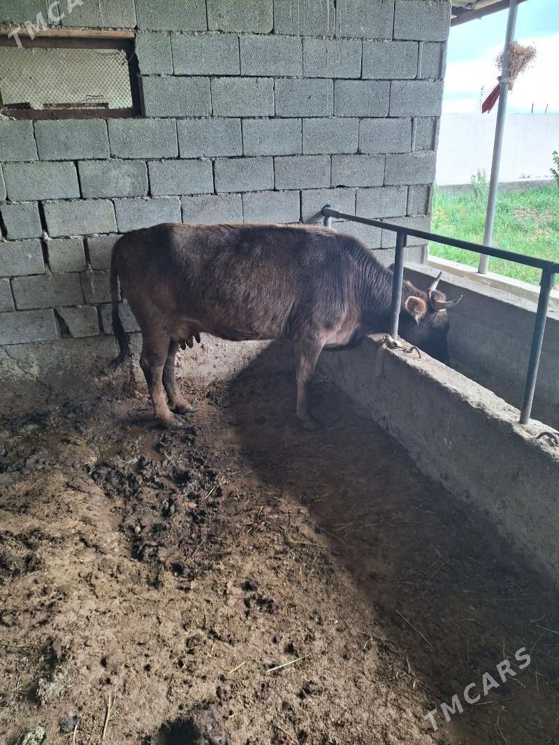 tuwe - Gökdepe - img 1