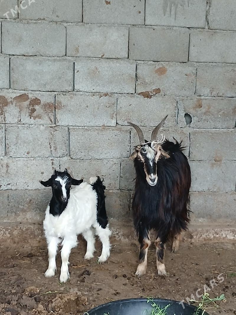 owlakly geci - Gökdepe - img 1