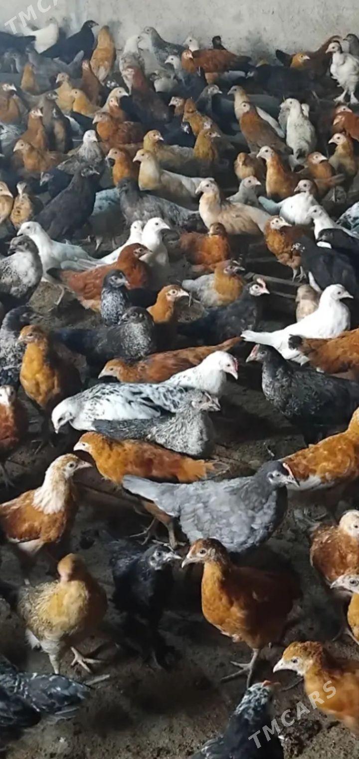 towuk juje - Türkmengala - img 1