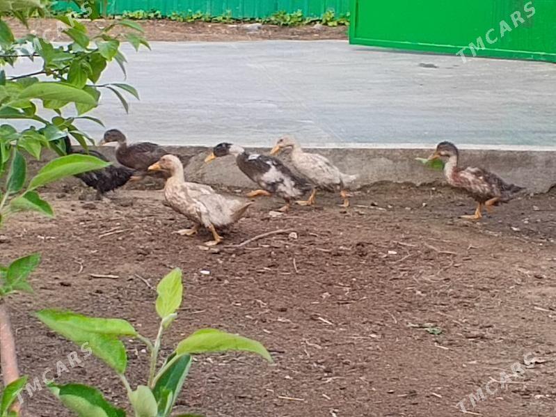 Ördek - Тязе заман - img 1