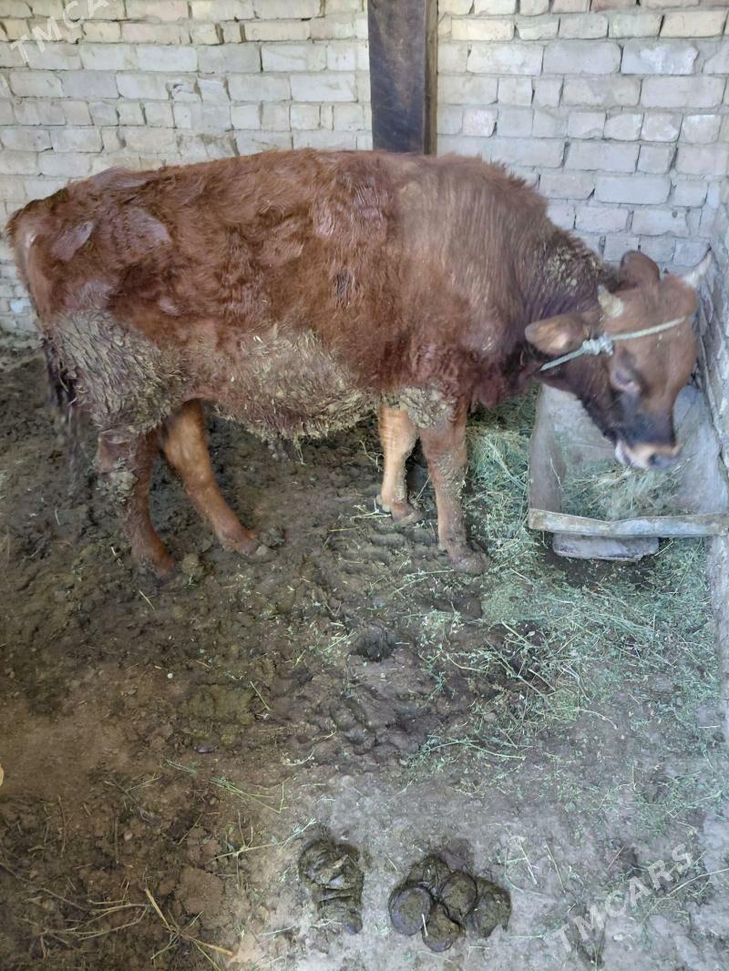 Okuz - Яшлык - img 1