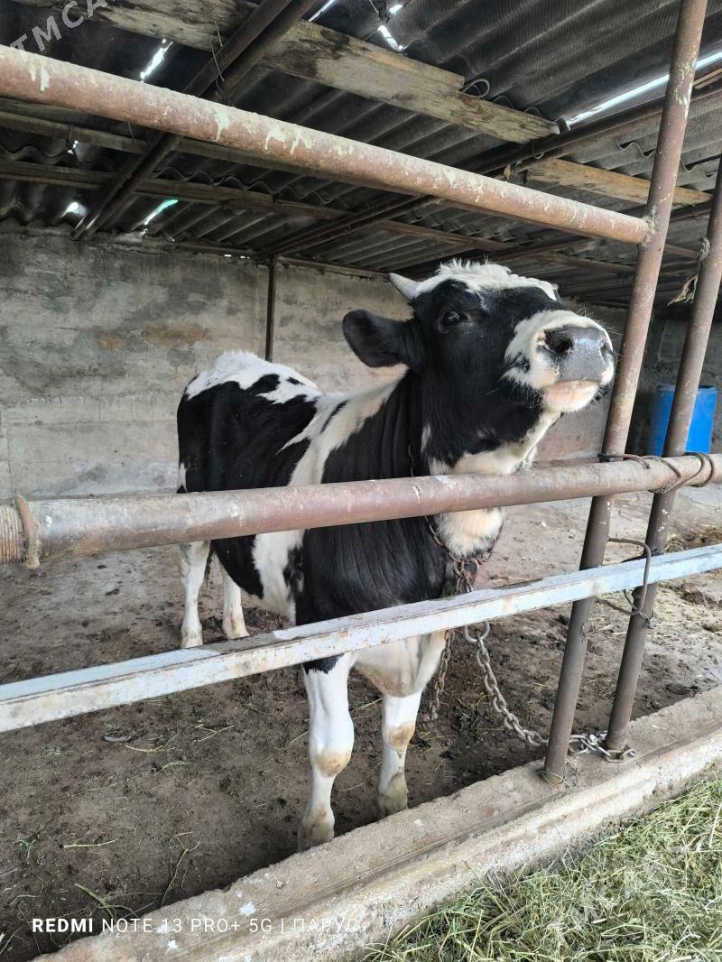 Okuz - Ашхабад - img 1