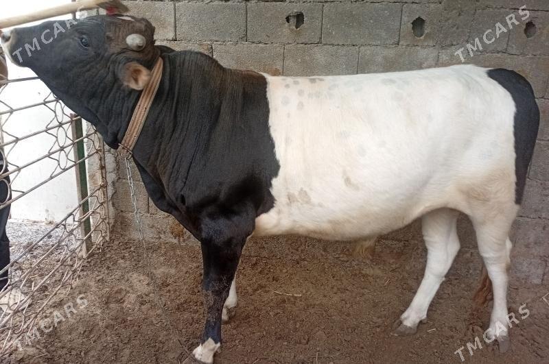 öküz - Aşgabat - img 1