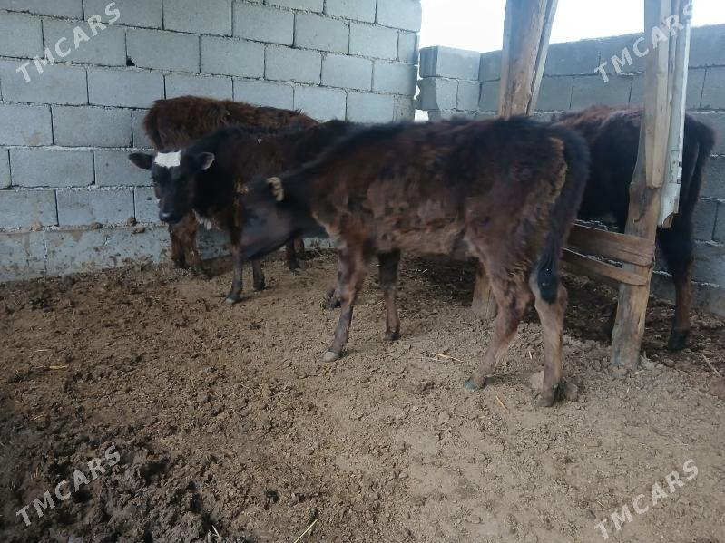 tuweler - Бузмеин - img 1