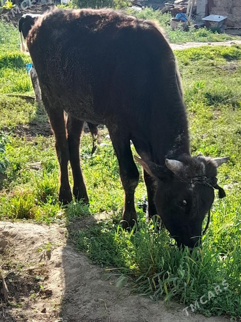 okuz - Bagyr - img 1