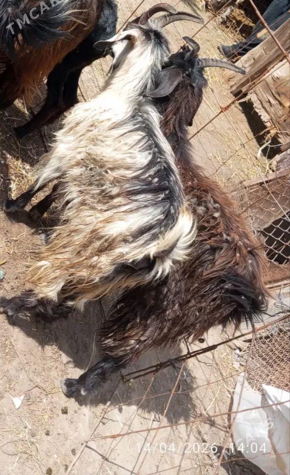 boğaz geçi - Farap - img 1