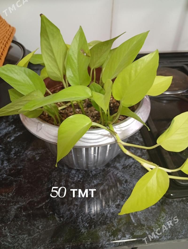 Домашние цветы - Балканабат - img 1