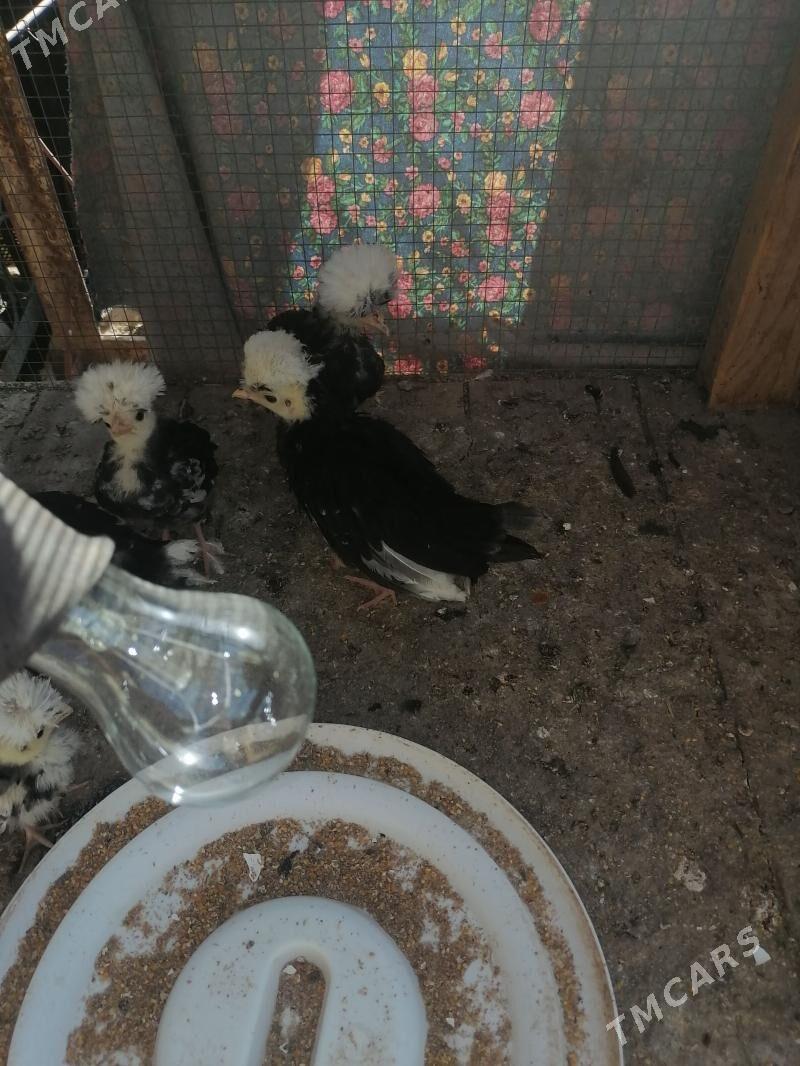 Fizan juyjeler - Саят - img 1